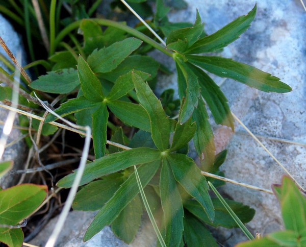 Fioriture magellensi  6